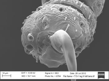 Media type: image; Invertebrate Zoology 131275